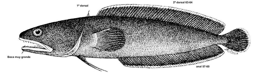 Raniceps raninus_01.jpg